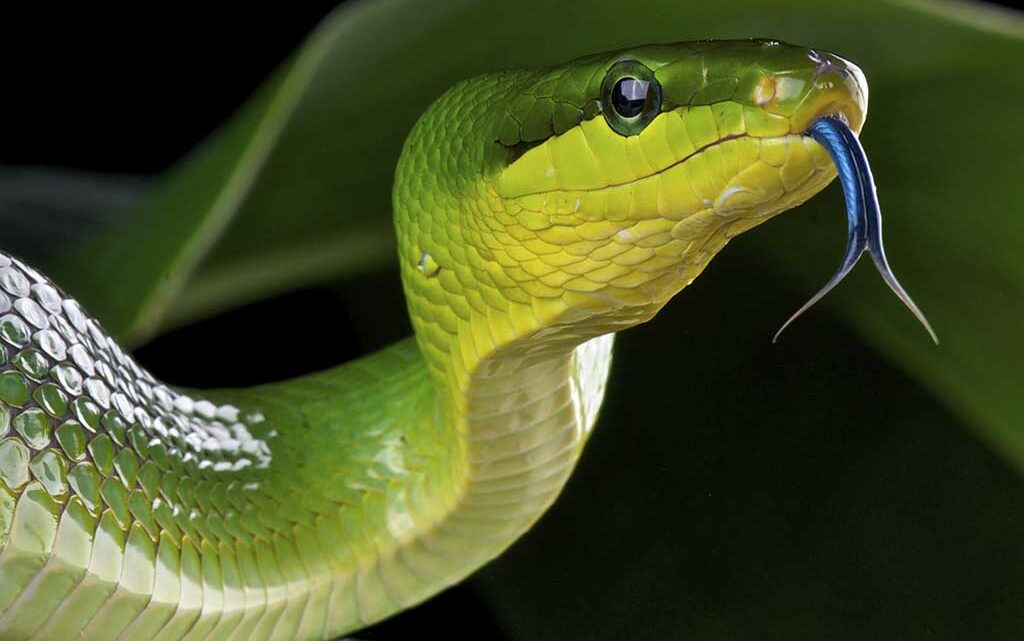 Smelling in stereo – the real reason snakes have flicking, forked tongues
