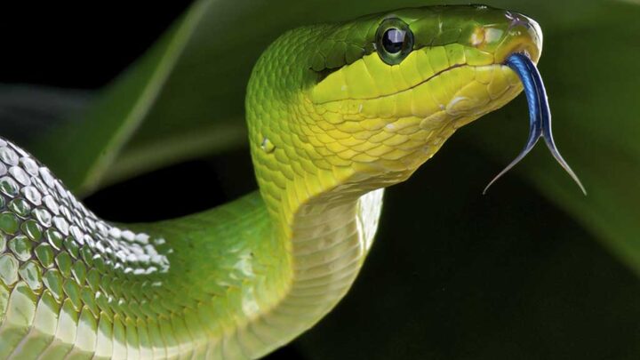 Smelling in stereo – the real reason snakes have flicking, forked tongues