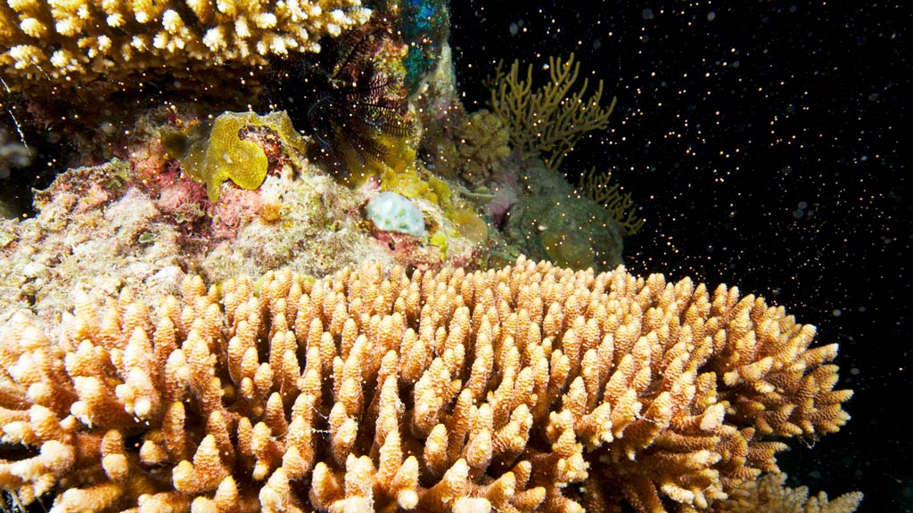 Coral reef scientists raise alarm as climate change decimates ocean ecosystems vital to fish and humans