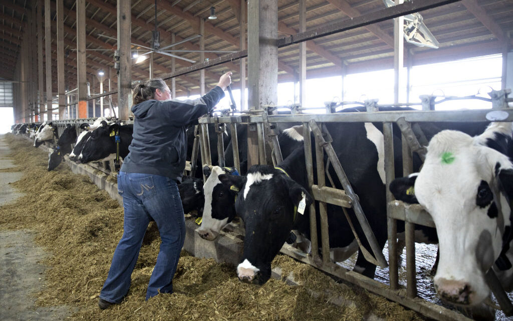 Labor shortage makes robotic milkers more attractive to dairy farmers