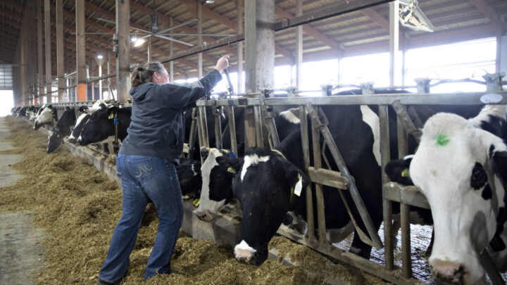 Labor shortage makes robotic milkers more attractive to dairy farmers