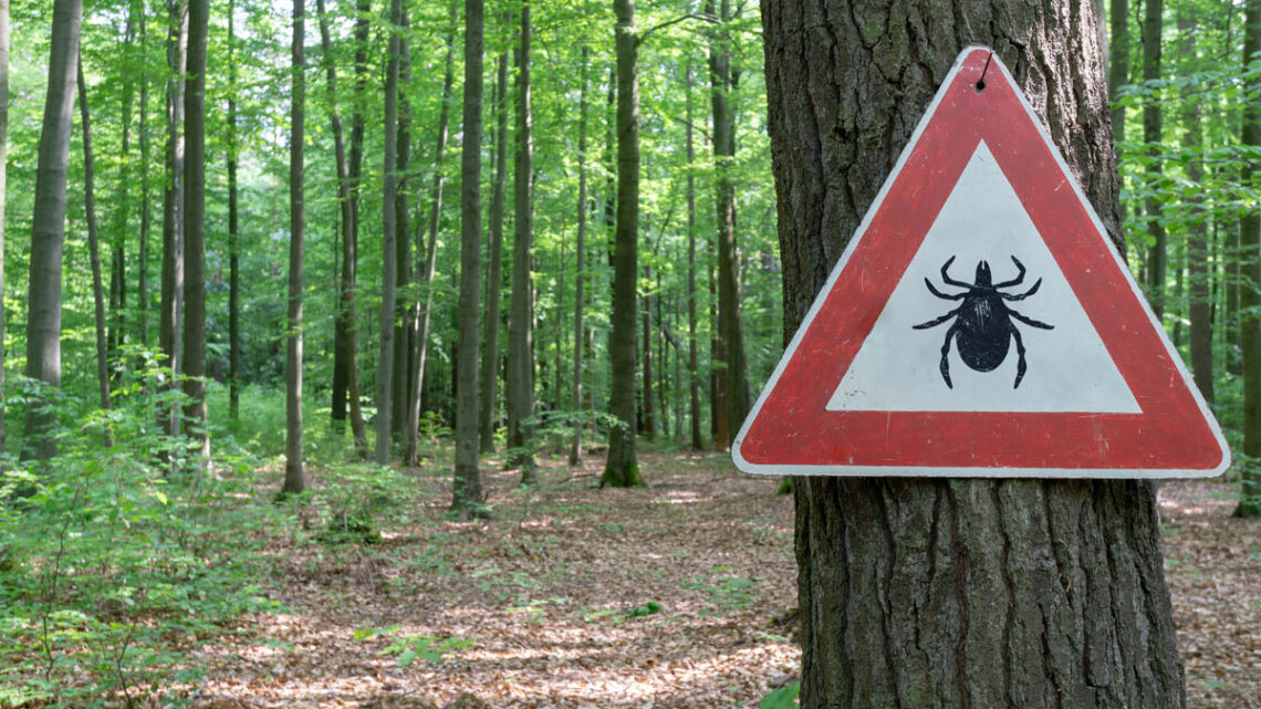 Illinois residents could see an uptick in ticks