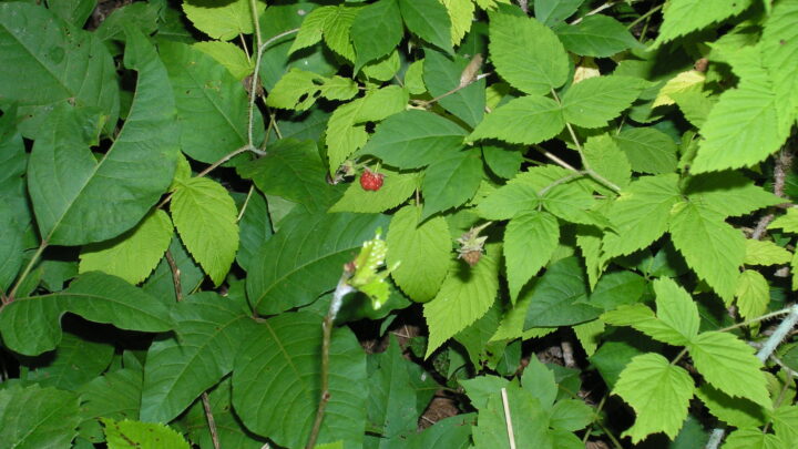Poison ivy can work itchy evil on your skin – here’s how