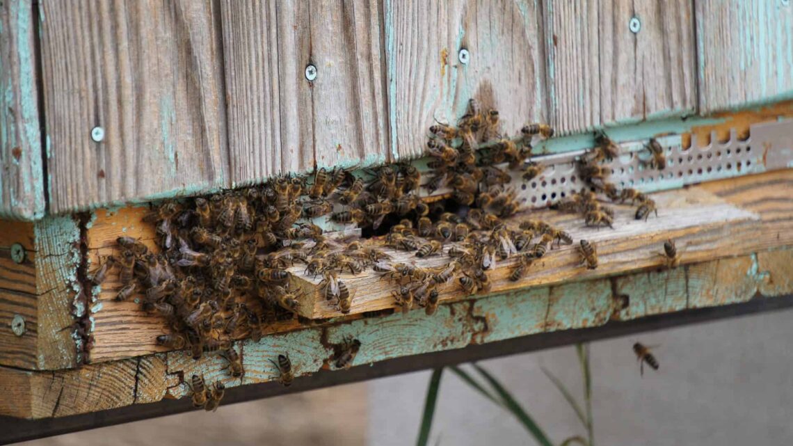 Washington discovers first murder hornet nest of 2021
