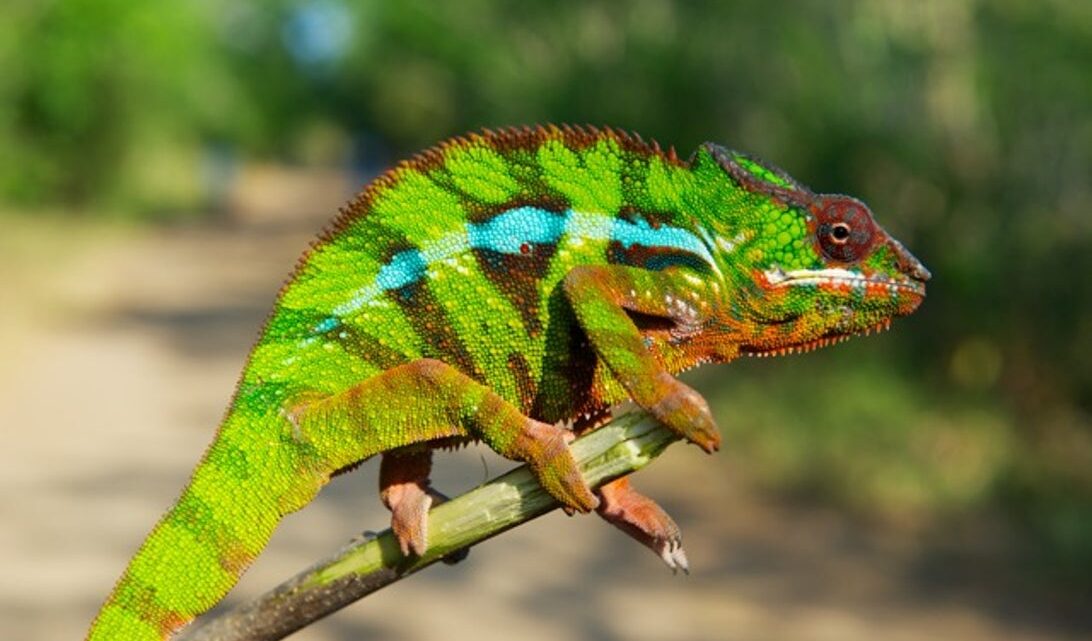 3D modelling is helping researchers understand how chameleons’ tails work