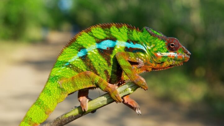 3D modelling is helping researchers understand how chameleons’ tails work